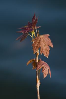 young sapling