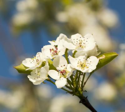 g4/91/380091/3/59469546.treeflowers1_mjc_640.jpg