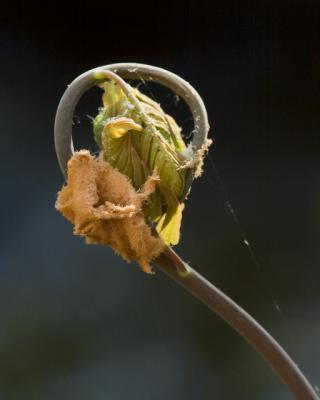 Royal Fern