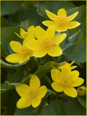 Marsh Marigold