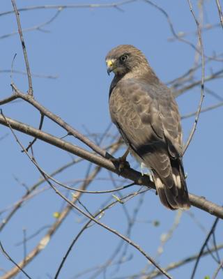 Juvenile Sharp-shinned Hawk