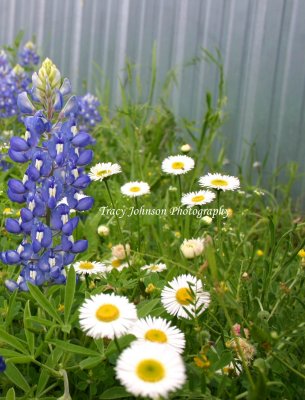 Bluebonnets