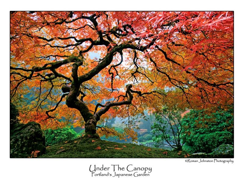 Under The Canopy.jpg  (Up To 30 x 45)