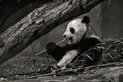 Panda_BW_OZ_SHP_NR.jpg