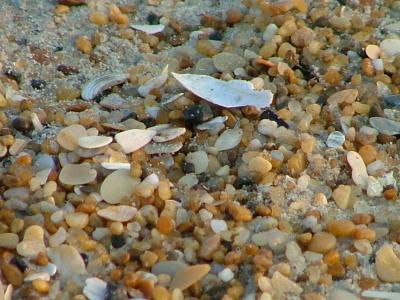 Seashells by the seashore