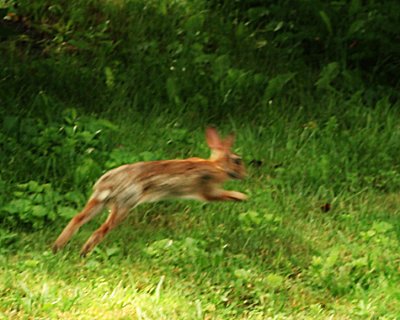 rabbit.jpg