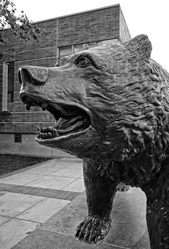 The UCLA bear mascot