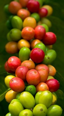 Kona coffee cherries III