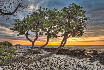 Hawaii Kohala Coast sunset by a koa tree