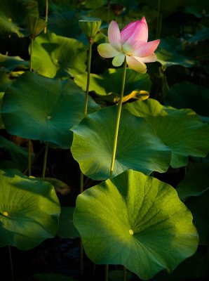 Lotus flower patch I