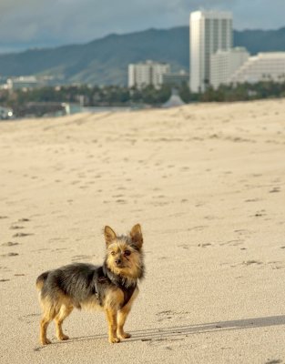 Leo enjoying the view at Santa Monica Beach
