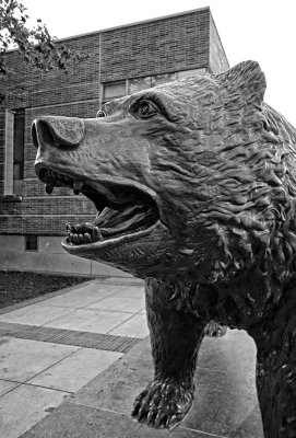 The UCLA bear mascot