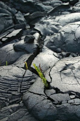rebirth of vegetation in lava fields