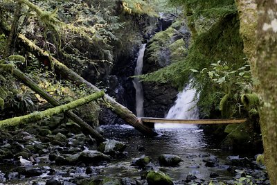 Bears Of Thornton Creek