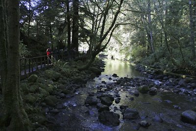 Bears Of Thornton Creek