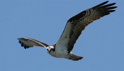 Osprey Odessey