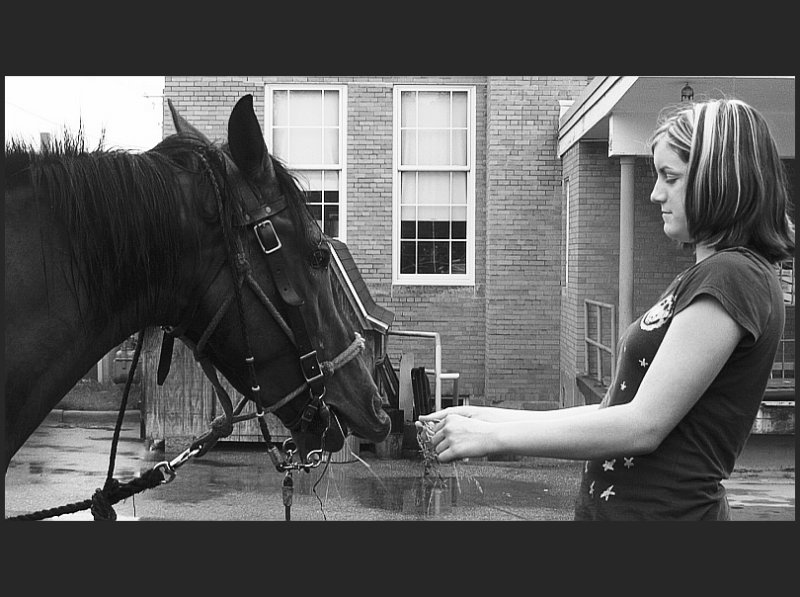 horse at the town market