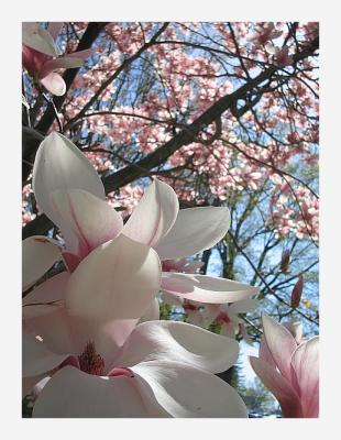 magnolia springtime