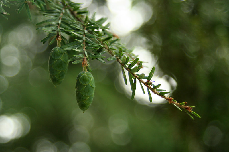 Baby Pine Cones