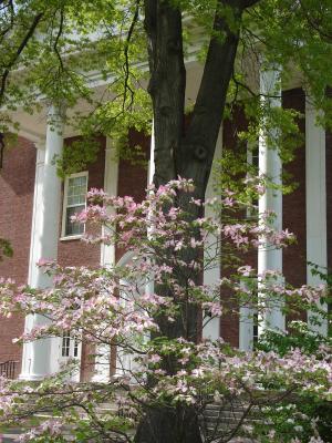 Dogwood in bloom