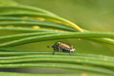 Japanese Beetle