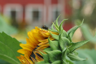 Fly on Sunflower