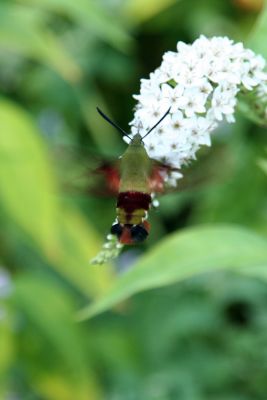 Hummingbird Moth