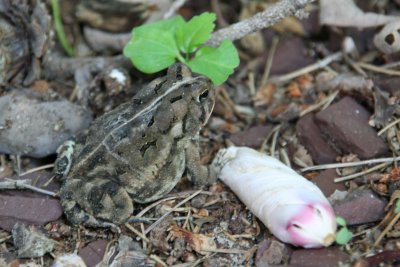 Toad and Flower Bud