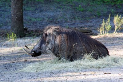 Wart Hog