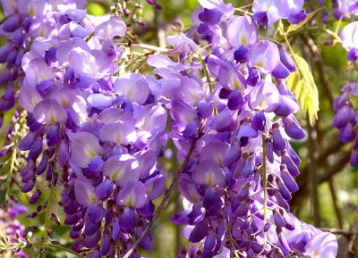 Roadside Wysteria