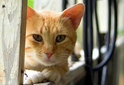 Yellow-Cat.jpg