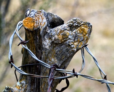Brownwood-Fence-Post.jpg