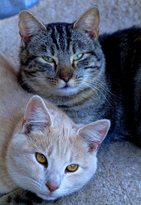 animals