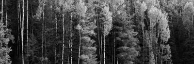 Aspens at the trail-head