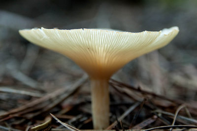 Small 'shroom