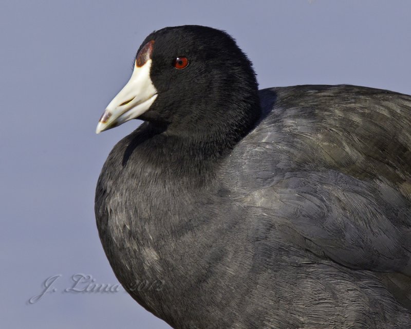 _18C6332.jpg