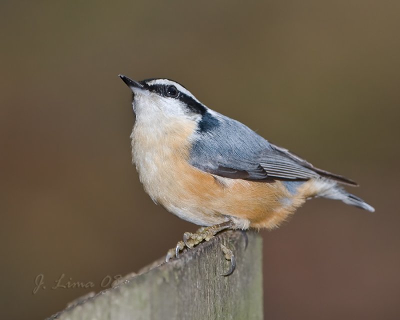 Red-breasted Nuthatch