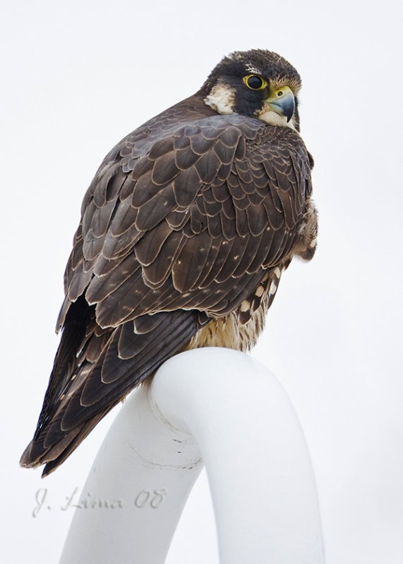 Peregrine Falcon