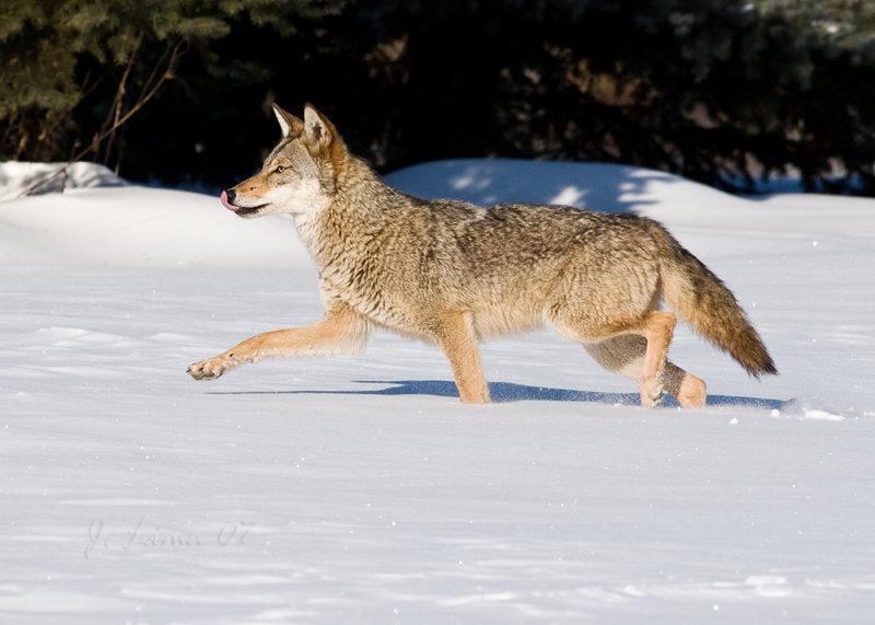 Coyote