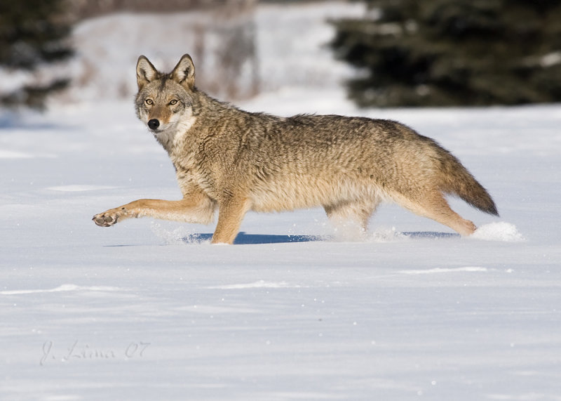 Coyote