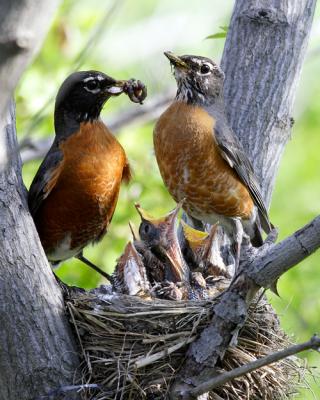 Robins Feeding Nestlings