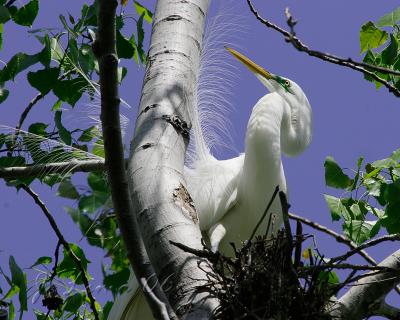 Common Egret Nesting