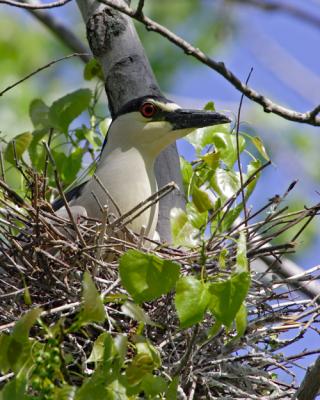 Black-Crowned Night Heron Nesting