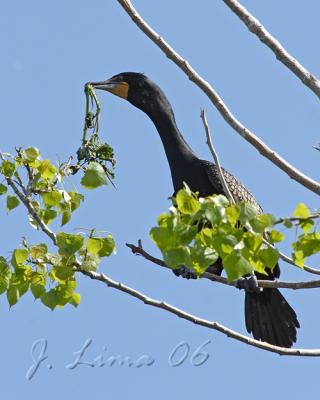 Double-crested Cormorant