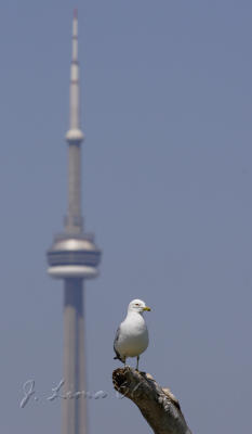 CN Tower and Ring-Billed Gull