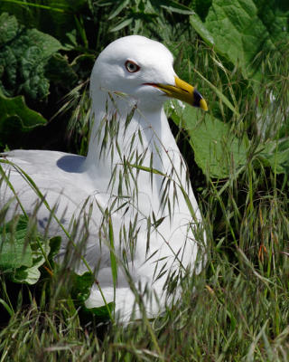 Ring-billed Gull Nesting