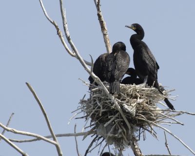 Double-crested Cormorant Babies