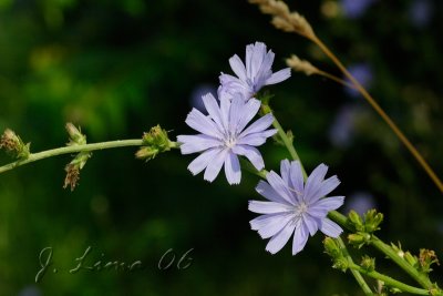 Wild Flowers