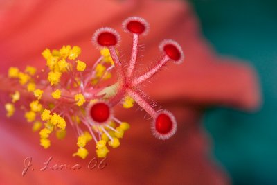 flowertest_MG_2364.jpg