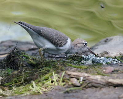 Sandpiper Catching Flies